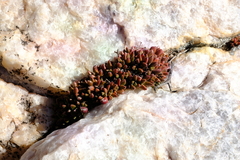 Crassula exilis exilis