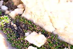 Crassula exilis exilis