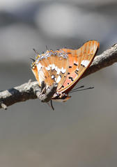 Charaxes jahlusa rex