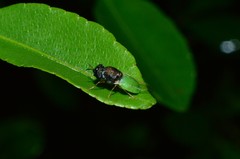 Oplodontha rubrithorax