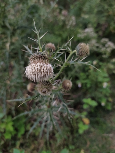 Wallich's Thistle (Cirsium wallichii)