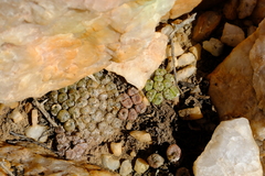 Conophytum ectypum brownii
