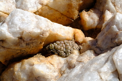 Conophytum ectypum brownii
