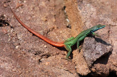 Soutpansberg Flat Lizard photo 3
