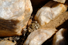 Conophytum ectypum brownii