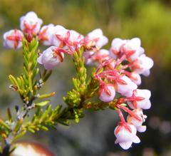 Erica curvirostris