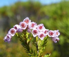 Erica curvirostris