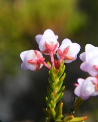 Erica curvirostris