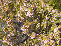 Erica curvirostris