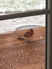 Cardinalis cardinalis cardinalis