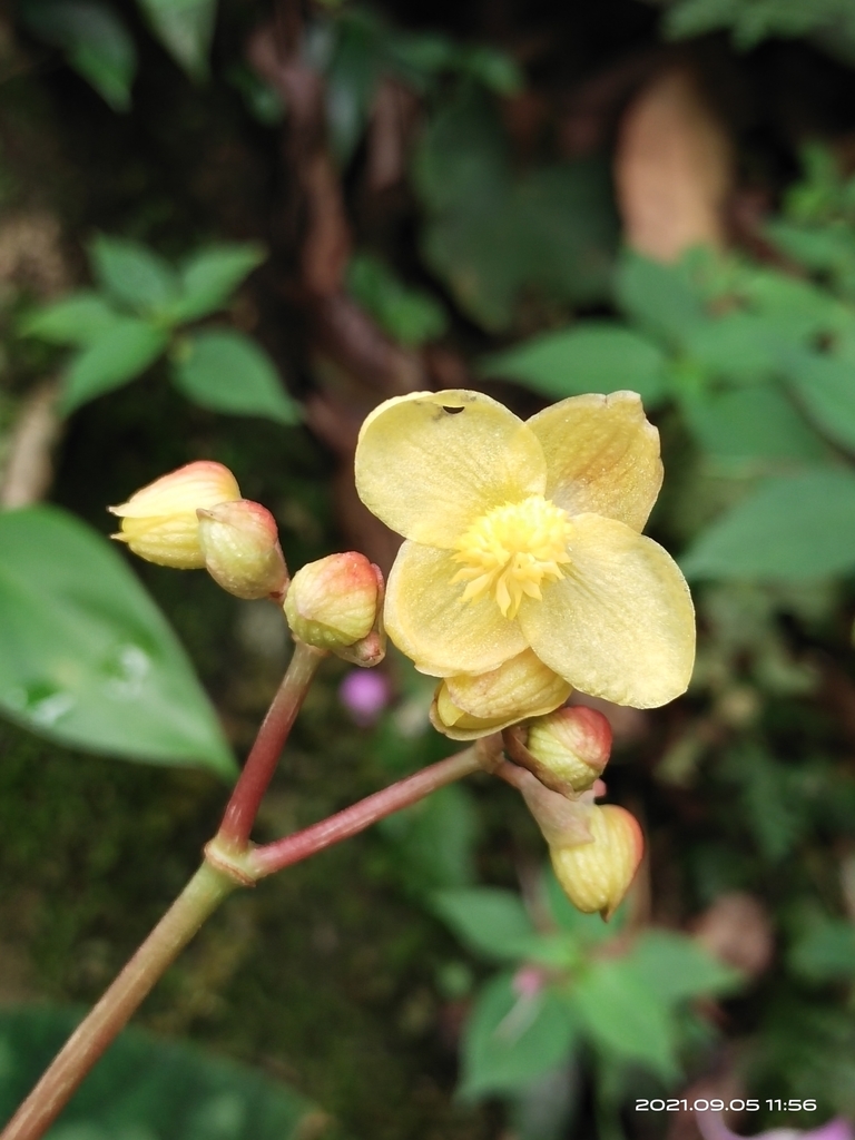 Begonia xanthina