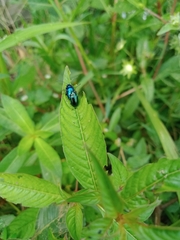 Alticina