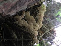 Salamandrina perspicillata