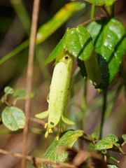 Correa reflexa lobata