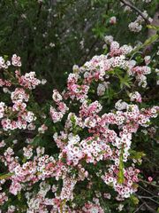 Thryptomene