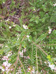 Thryptomene