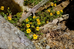 Jamesbrittenia pedunculosa