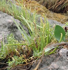 Plantago maritima juncoides