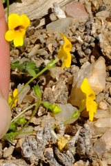 Jamesbrittenia pedunculosa