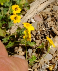 Jamesbrittenia pedunculosa