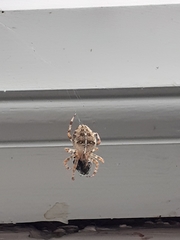 Araneus diadematus