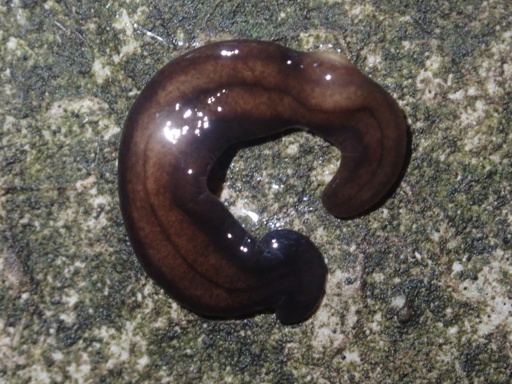 Novibipalium trifuscostriatum