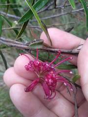 Grevillea diffusa
