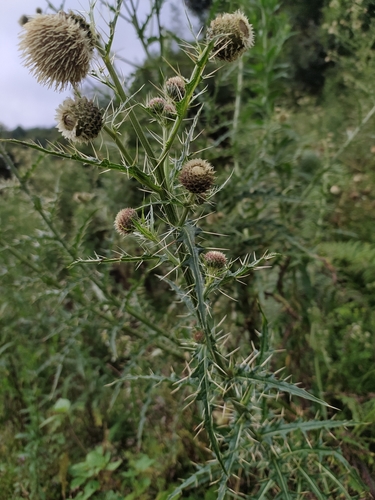 Image of Cirsium wallichii by (c) PRIYA RAUTELA, some rights reserved (CC BY)