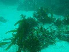 Chrysoblephus laticeps