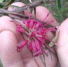 Grevillea diffusa