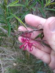 Grevillea diffusa