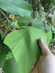 Macaranga involucrata