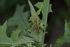 Uroleucon formosanum