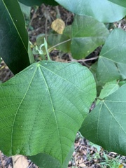 Macaranga involucrata