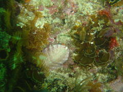 Rhyssoplax polita