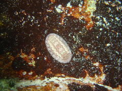 Rhyssoplax polita