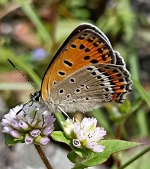Lycaena panava