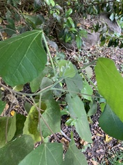 Macaranga involucrata