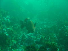 Chrysoblephus laticeps