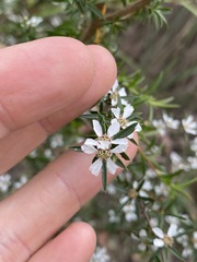 Leptospermum microcarpum
