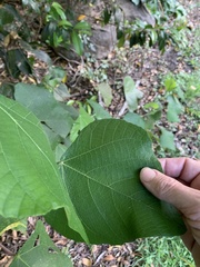 Macaranga involucrata