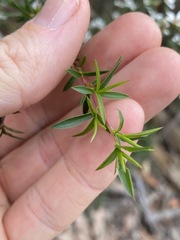 Leptospermum microcarpum
