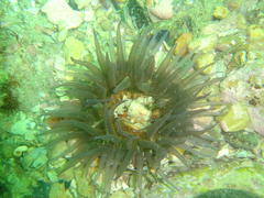 Anthopleura michaelseni