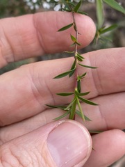 Leptospermum microcarpum