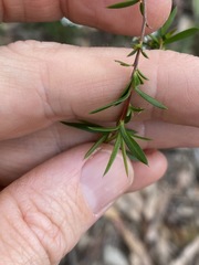 Leptospermum microcarpum