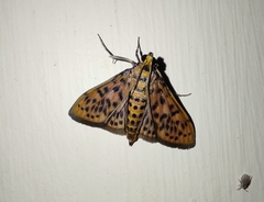 Conogethes diminutiva