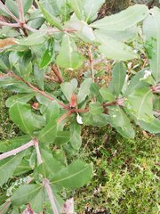 Banksia saxicola