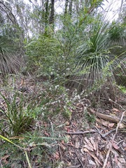 Leptospermum microcarpum
