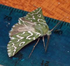 Drepanogynis bifasciata