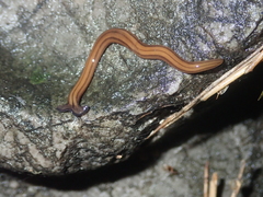 Diversibipalium virgatum